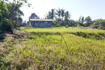 Image 2 from Land for sale freehold in Gianyar near Saba beach