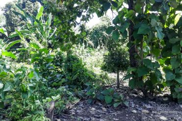 Image 3 from Land For Sale Leasehold In Canggu - Padonan
