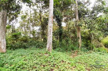 Image 3 from Land With Ricefield View For Sale Leasehold in Kedungu, Tabanan