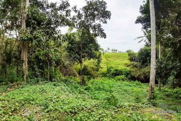 Image 1 from Land With Ricefield View For Sale Leasehold in Kedungu, Tabanan