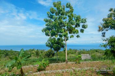Image 3 from Land For Sale Freehold in Nusa Penida Island