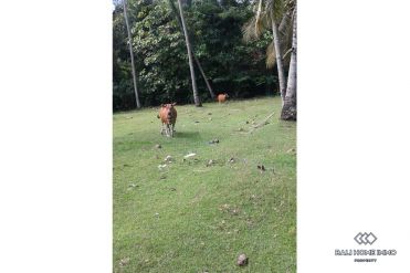Image 2 from Land for sale freehold in Tabanan - Balian