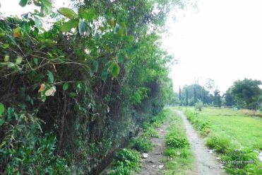 Image 1 from Land For Sale Leasehold in Canggu - Padonan