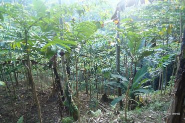 Image 3 from Land for Sale Leasehold in Tampaksiring, Ubud