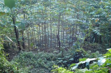 Image 2 from Land for Sale Leasehold in Tampaksiring, Ubud