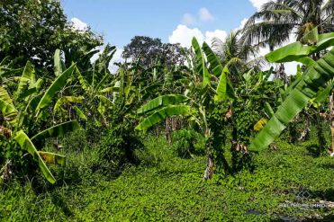 Image 2 from Land For Sale Leasehold Perfectly Located in Pererenan