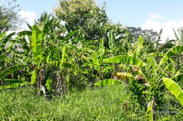 Image 3 from Land For Sale Leasehold Perfectly Located in Pererenan