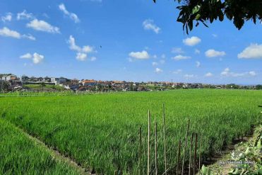 Image 1 from Land with Ricefield View For Sale Leasehold in Buduk - North Canggu