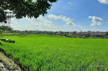 Image 2 from Land with Ricefield View For Sale Leasehold in Buduk - North Canggu