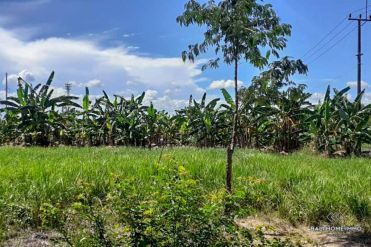 Image 1 from Perfectly located land for sale freehold in Canggu - Batu Bolong
