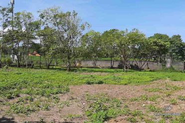 Image 3 from Ricefield melihat tanah dijual hak milik di Umalas